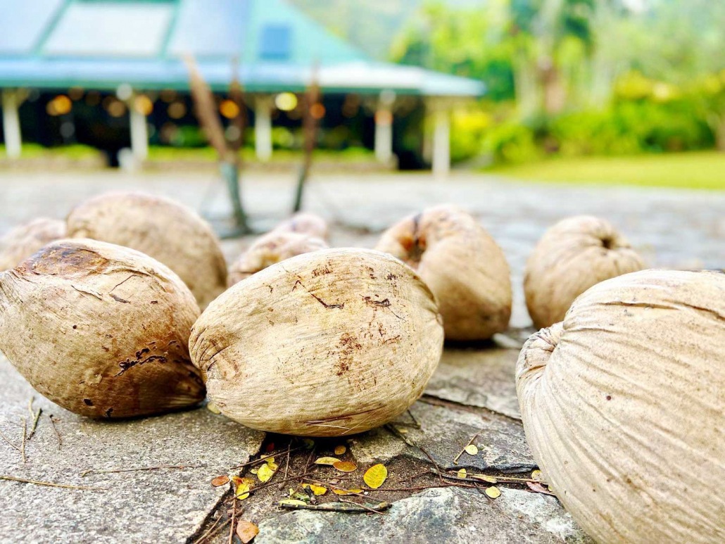 try husking and opening a coconut with a stick and a rock to a luau at waimea valley