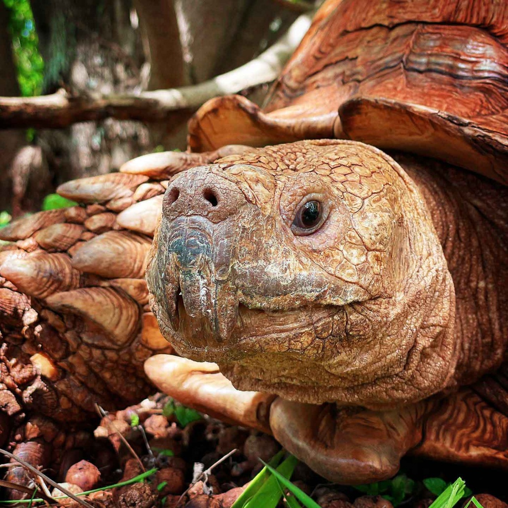 turtles and tortoises of hawaii kauai hiking tours