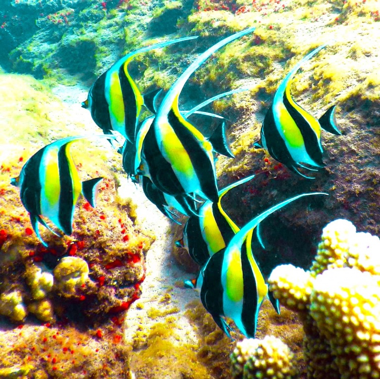 two tank molokini dive maui dreams dive co