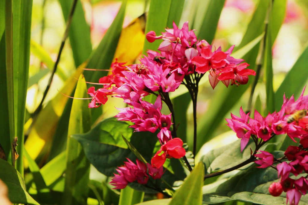 waimea valley beautiful flowers oahu hawaii