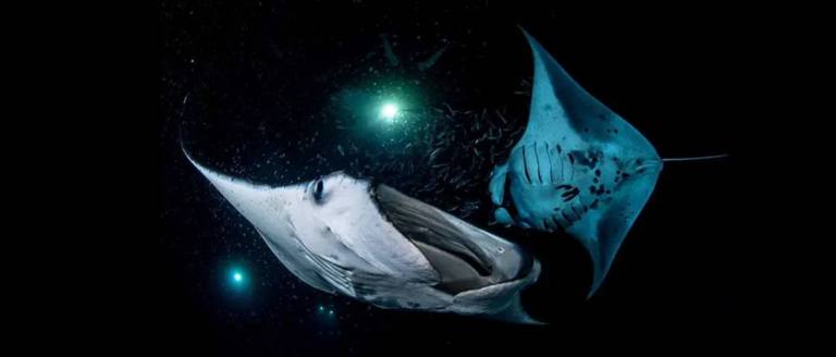 a manta ray night dive is an experience youll never forget in big island