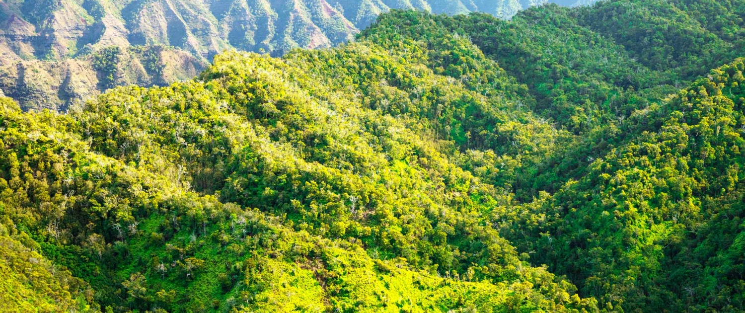 a panoramic view of waimea canyon kauai