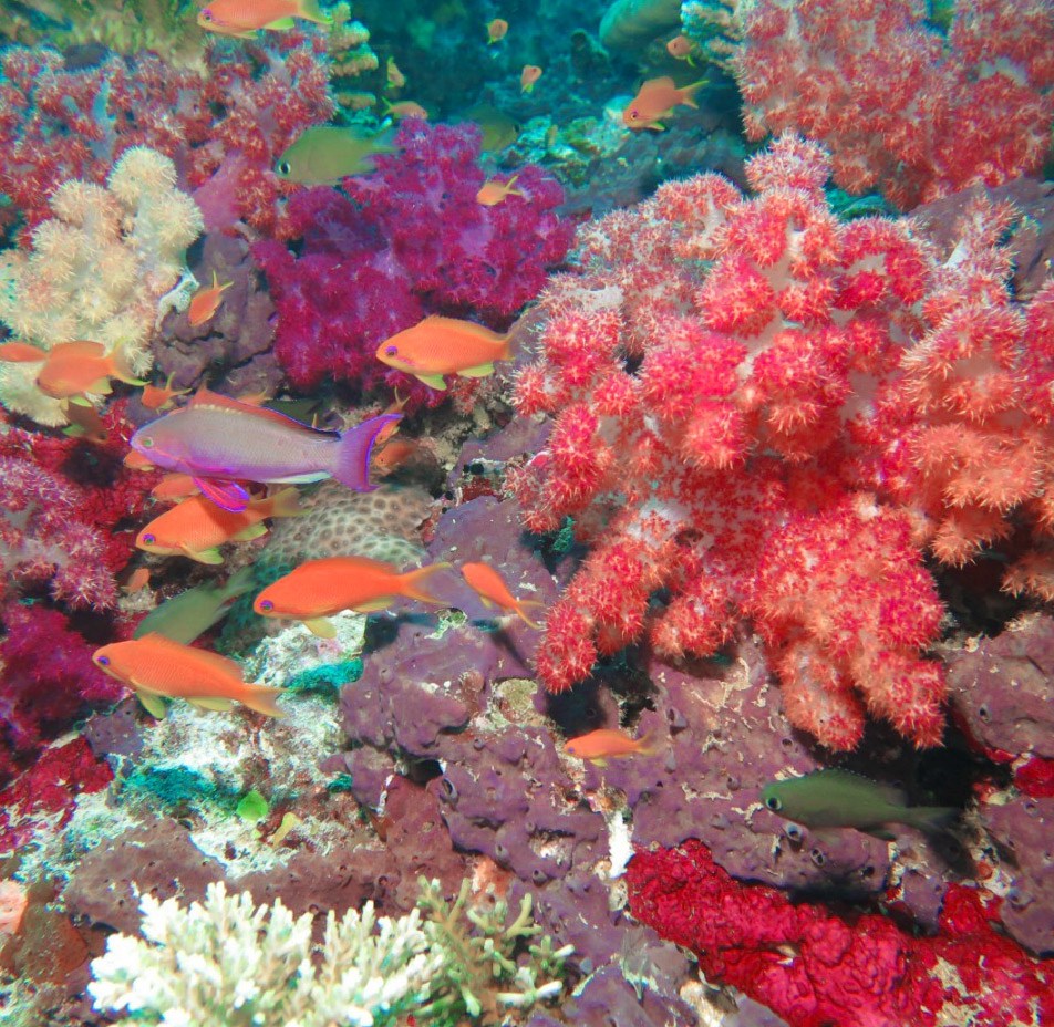 an array of fijifish pic maui dreams dive co