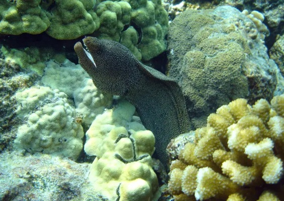Captain Zodilac Beat The Crowd Kona Snorkeling Tour Slider Fish