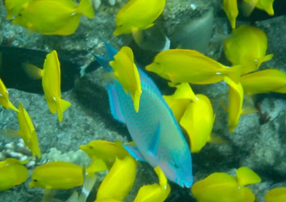 Captain Zodilac Beat The Crowd Kona Snorkeling Tour Slider Ocean