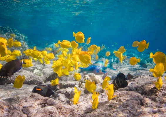 Captain Zodilac Beat The Crowd Kona Snorkeling Tour Slider Yellow Fish