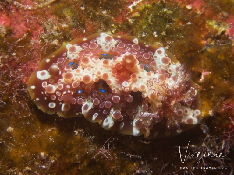 dendrodoris krusenternii kona honu divers big island