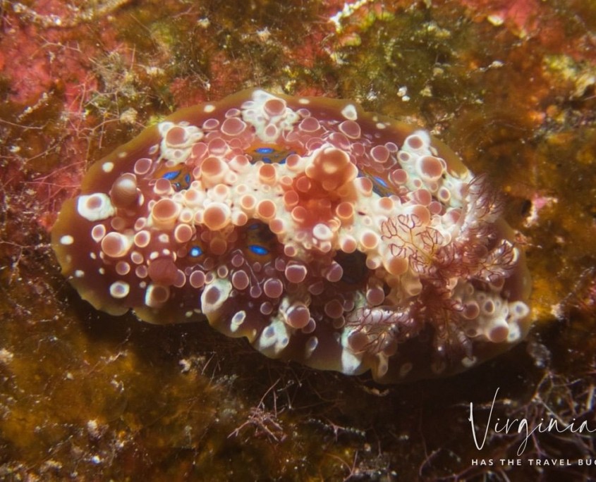 dendrodoris krusenternii kona honu divers big island