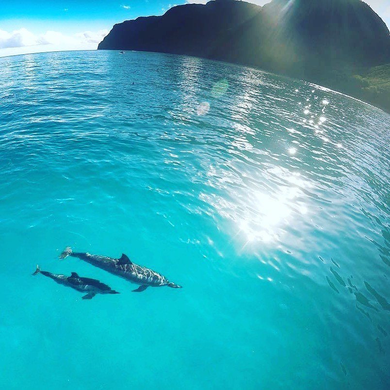 dolphin calf blue dolphin charters kauai