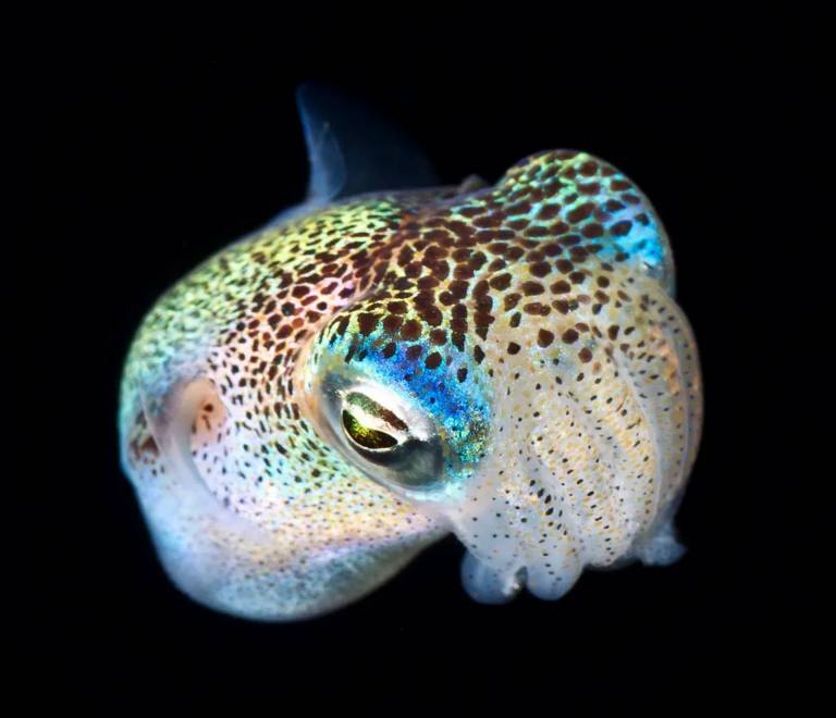 euprymna scolopes black water kona big island