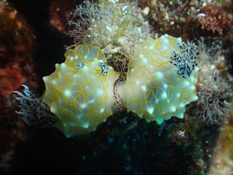 experience the underwater world like never before kona honu divers big island