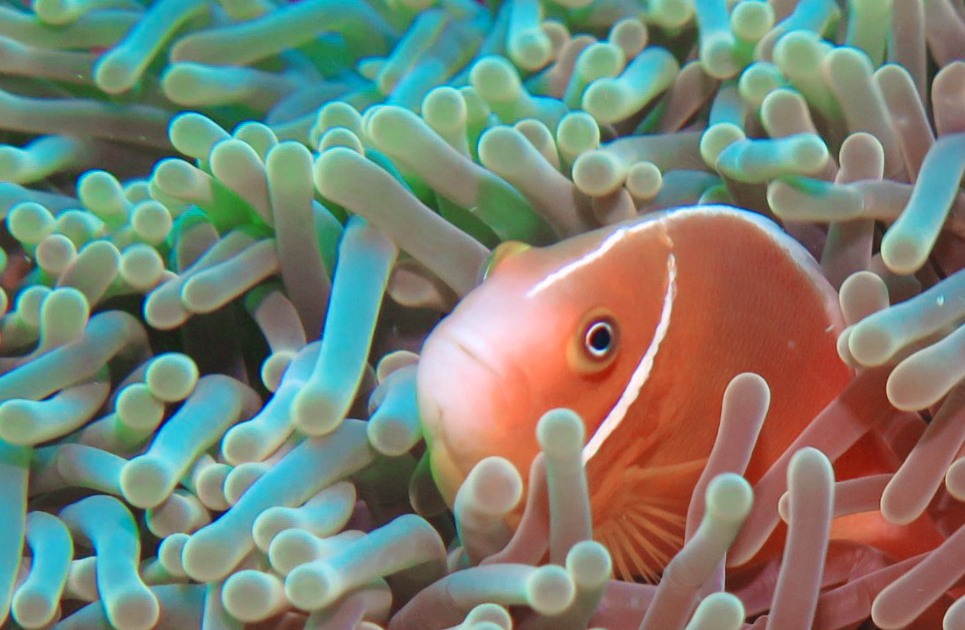 fijifish maui dreams dive co