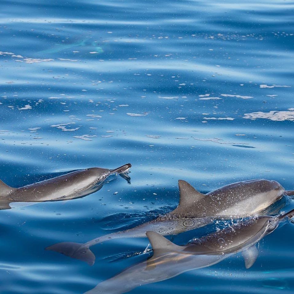 friendly dolphins blue dolphin charters kauai
