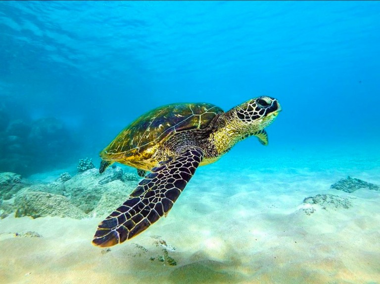 giant hawaiian turtle hawaii ocean project lanai dolphin snorkel tour