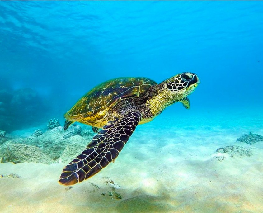 giant hawaiian turtle hawaii ocean project lanai dolphin snorkel tour