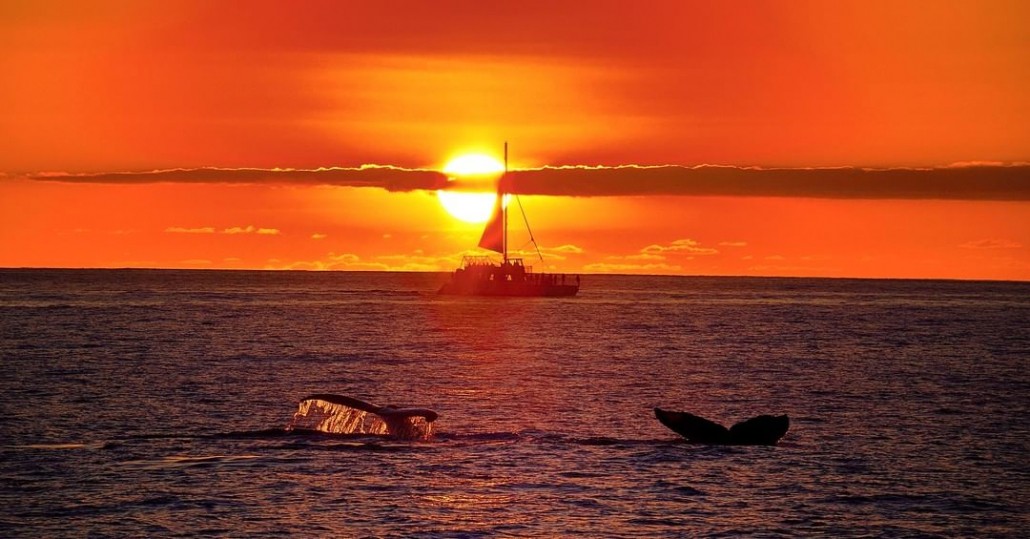 incredible sunset cruise blue dolphin kauai