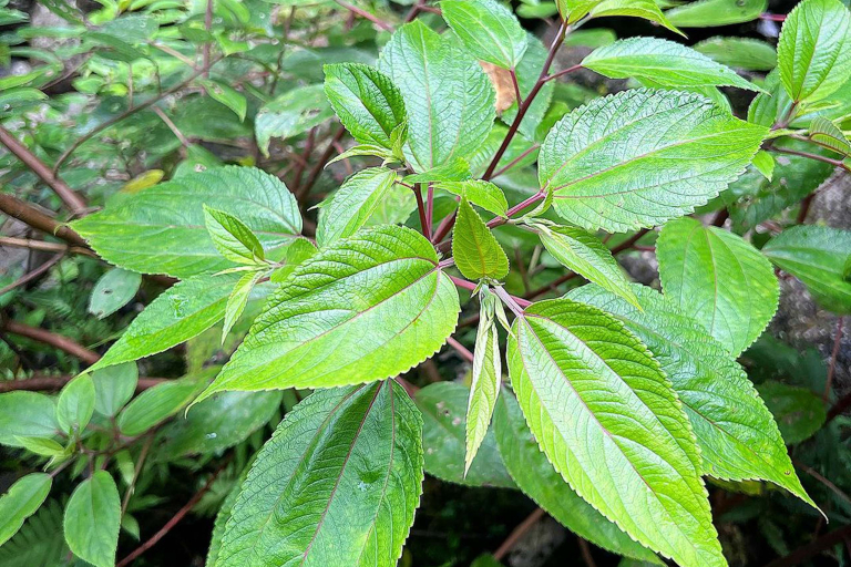 Kauaihikingtours Culture And History Most Unique Plants