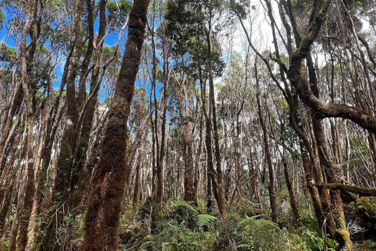 Kauaihikingtours Culture And History Native Hawaiian Forest