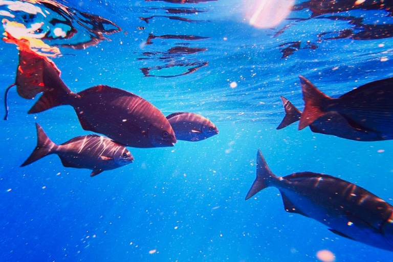 Kauaizodilactours Kauai South Island Boat Snorkel Tour Feature Incredible Viewp Fish