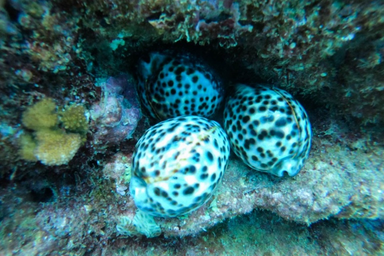 Kauaizodilactours Kauai South Island Boat Snorkel Tour Feature Spectacular Location Ocean