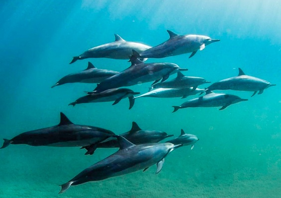 Kauaizodilactours Kauai South Island Boat Snorkel Tour Slider Dolphins