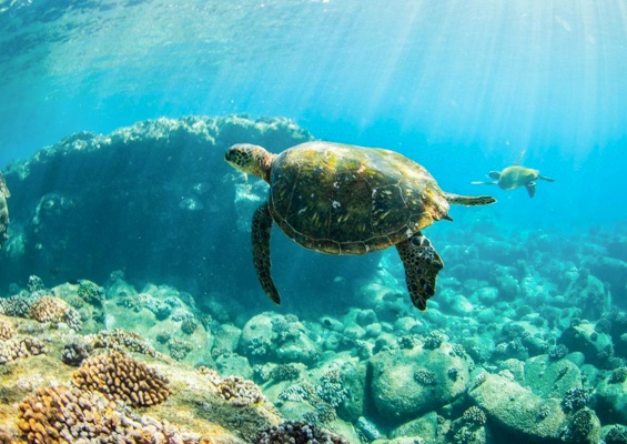 Kauaizodilactours Kauai South Island Boat Snorkel Tour Slider
