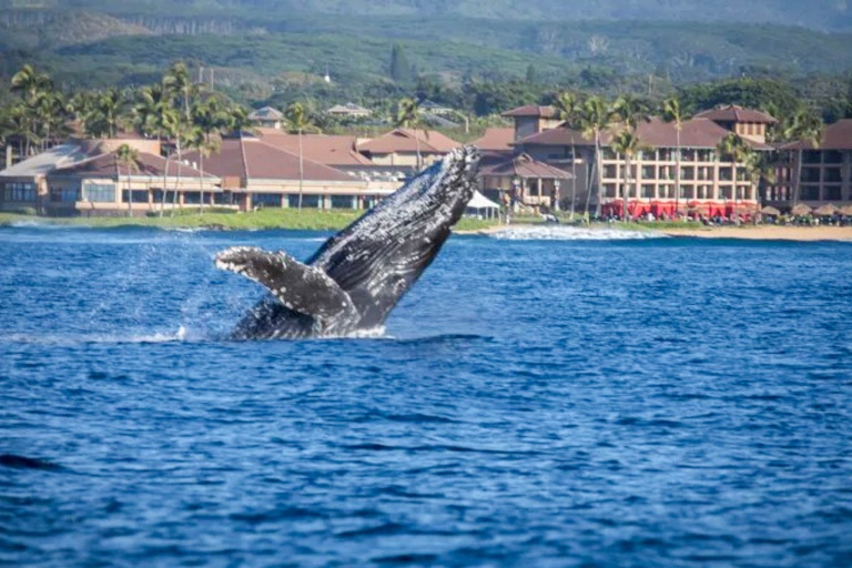 Kauaizodilactours Whale Watching And Dolphin Adventure Feature Learn Conservation Beauty