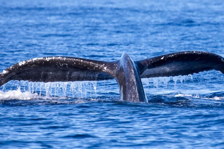 Kauaizodilactours Whale Watching And Dolphin Adventure Feature Learn Conservation Protect