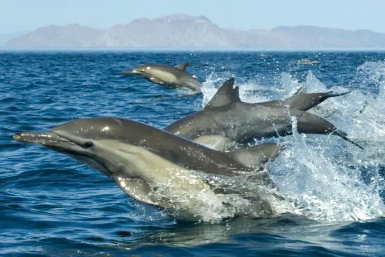 Kauaizodilactours Whale Watching And Dolphin Adventure Feature Spectacular View