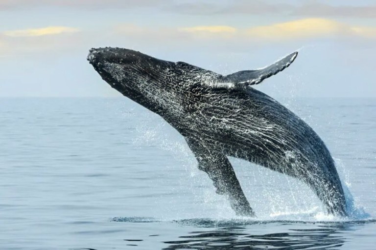 Kauaizodilactours Whale Watching And Dolphin Adventure Feature Spectacular View Huge Whale