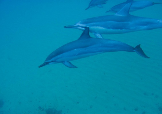 Kauaizodilactours Whale Watching And Dolphin Adventure Slider Dolphins Fun