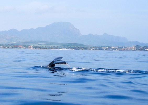 Kauaizodilactours Whale Watching And Dolphin Adventure Slider Whale Amazing