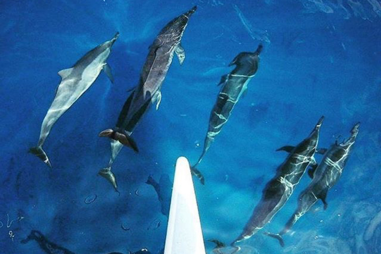 Kauaiztours Whale Watching And Dolphin Adventure Feature Dolphin