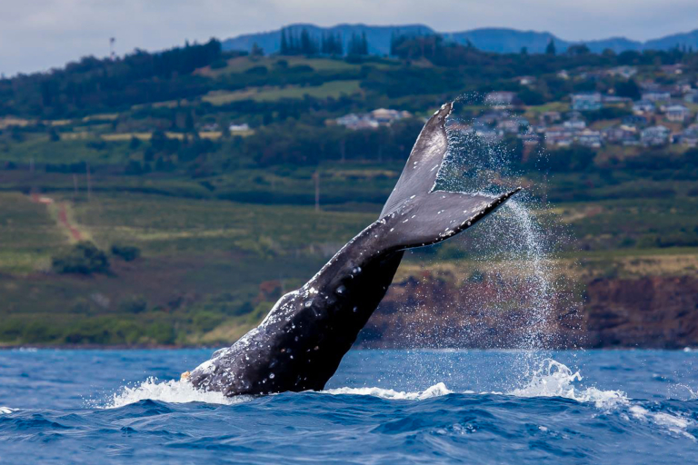 Kauaiztours Whale Watching And Dolphin Adventure Feature Whale