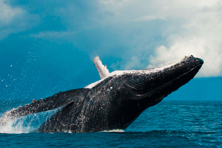 Kauaiztours Whale Watching And Dolphin Adventure Feature Whale Beach