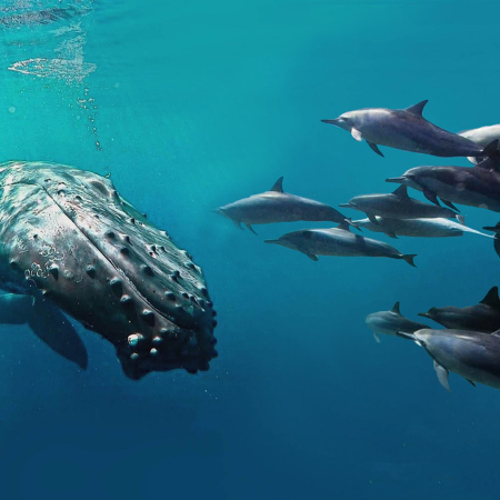 Kauaiztours Whale Watching And Dolphin Adventure Product  Whale Dolphin