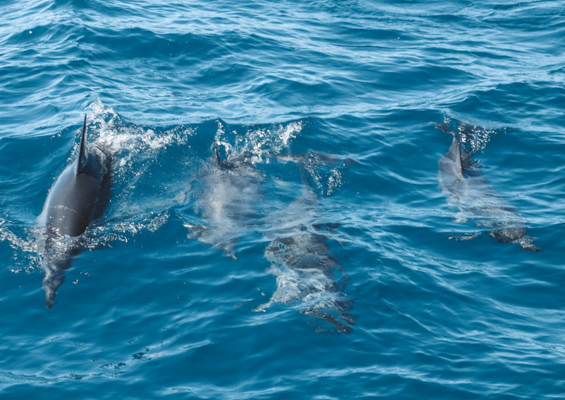 Kauaiztours Whale Watching And Dolphin Adventure Slider Dolphin