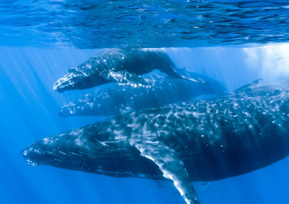 Kauaiztours Whale Watching And Dolphin Adventure Slider Whale Beach