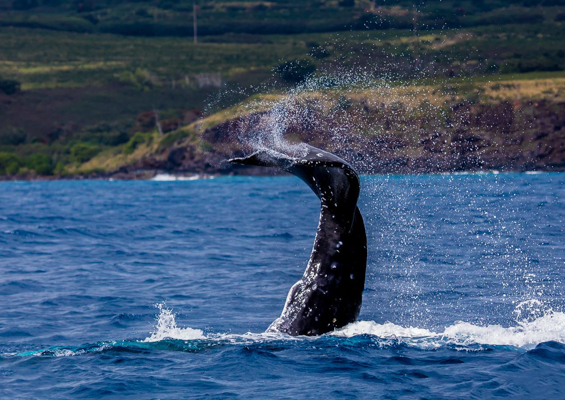 Kauaiztours Whale Watching And Dolphin Adventure Slider Whale