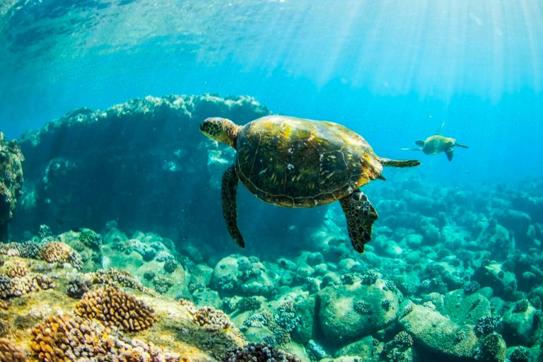 Kauaiztourz Guided South Shore Snorkeling Tour Big Turtle