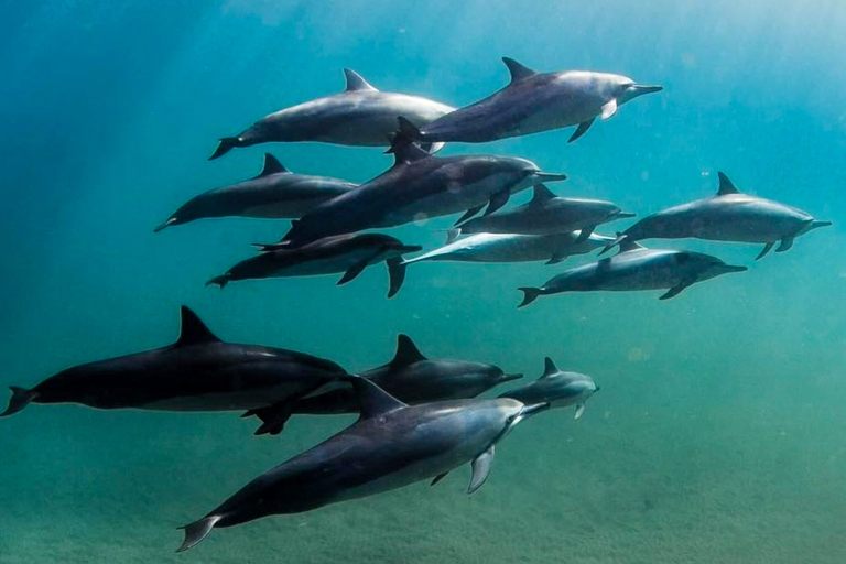 Kauaiztourz Guided South Shore Snorkeling Tour Dolphin
