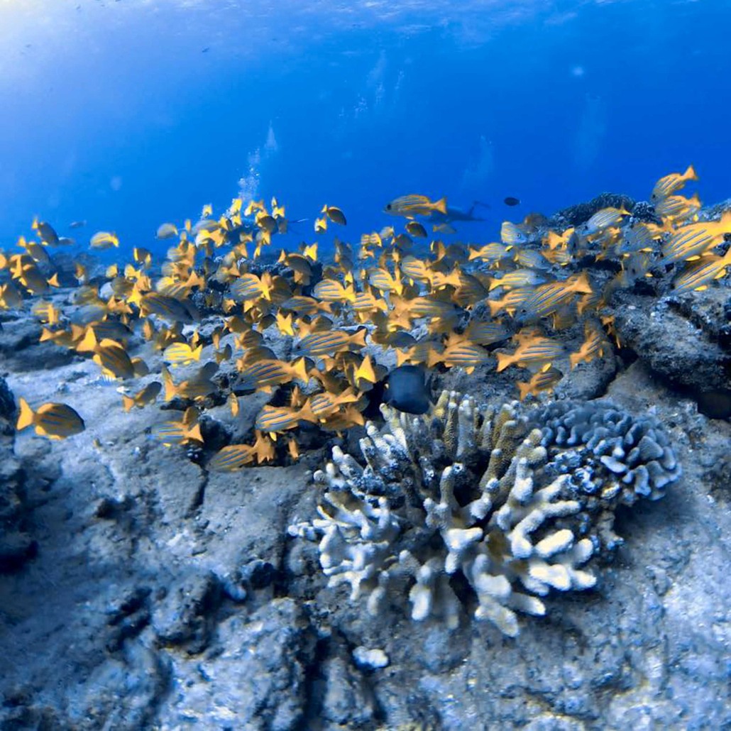 Kauaiztourz Guided South Shore Snorkeling Tour Fish Reef 