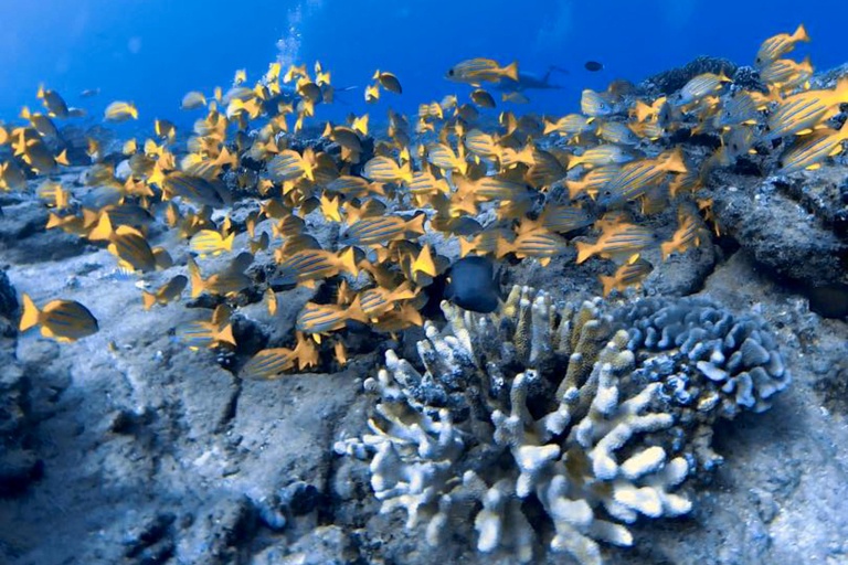 Kauaiztourz Guided South Shore Snorkeling Tour Fish Reef