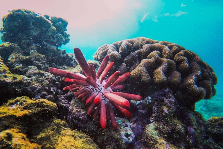 Kauaiztourz Guided South Shore Snorkeling Tour Reef