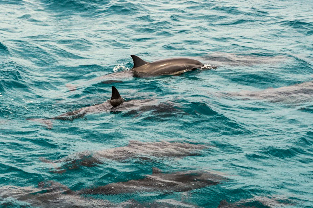 Koolinaoceanadventures Oahu Afternoon Sail And Snorkel Marine Life Dolphin