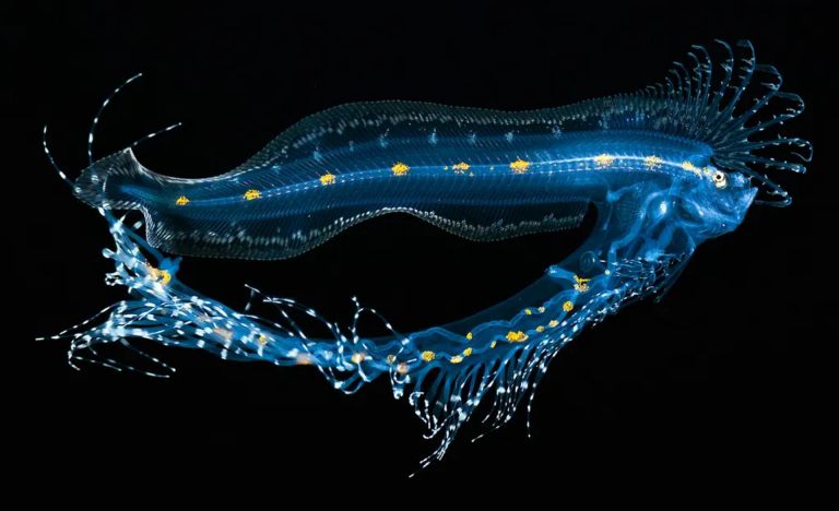 milisen pelagic magic black water kona