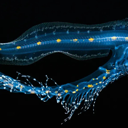 Milisen Pelagic Magic Black Water Kona Product