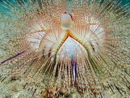 one of the prettiest urchins in the ocean the blue spotted urchin kona honu divers big island