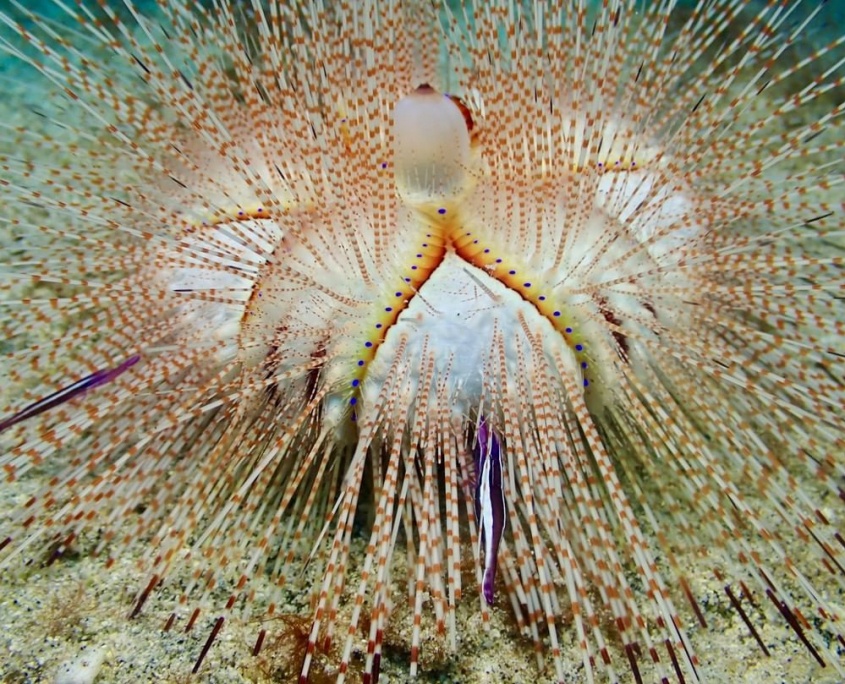 one of the prettiest urchins in the ocean the blue spotted urchin kona honu divers big island