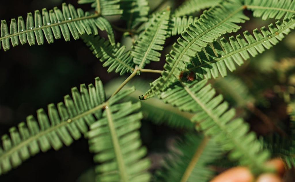 puu kukui watershed preserve maui helewai eco tours